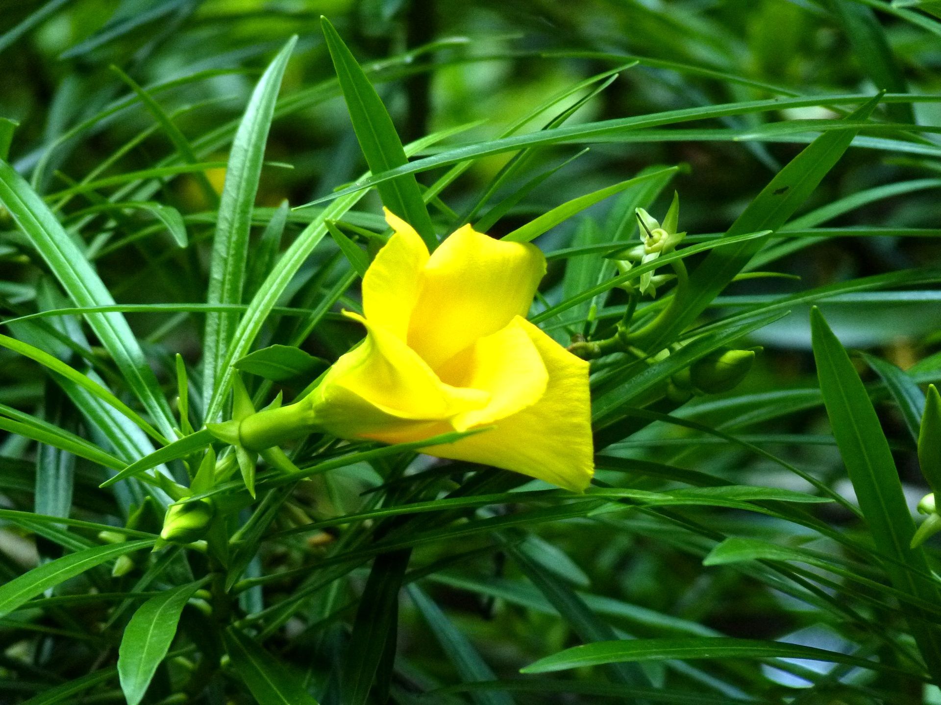黄花夹竹桃