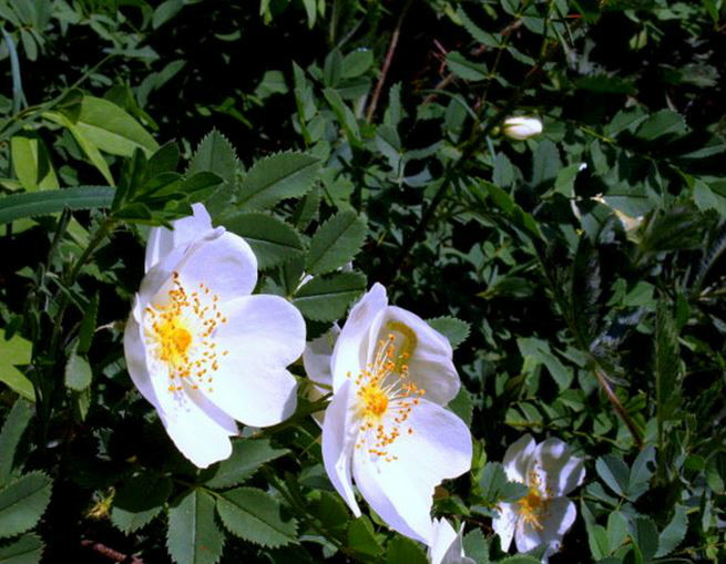  p>密刺蔷薇(学名: i>rosa spinosissima /i>  l.