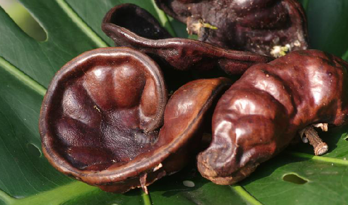  p>象耳豆属 i>(学名:enterolobium mart.) /i>无刺,落叶大乔木.