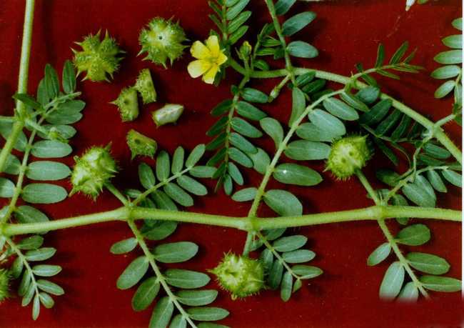  p>蒺藜(学名: i>tribulus terrestris /i> l.