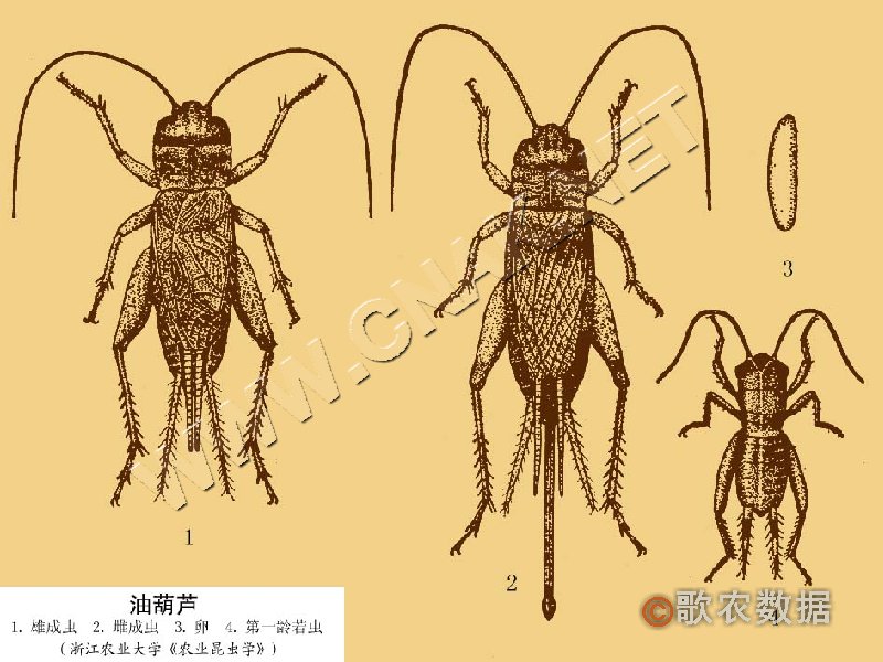 油葫芦