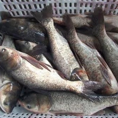 连环湖麻鲢鱼