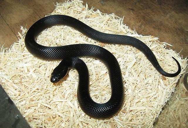 墨西哥黑王蛇