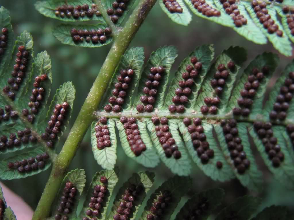 tryon),别名蛇木,是 a target="_blank" href="/item/桫椤科/1378944