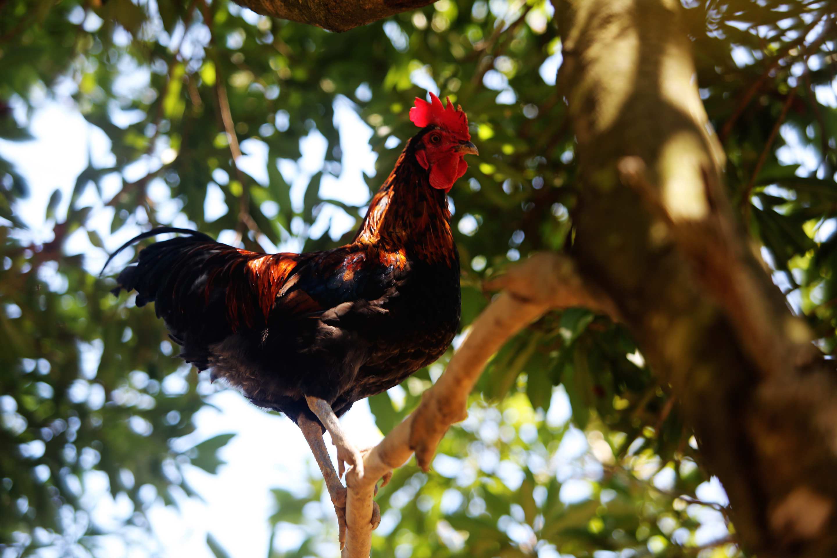  p>榕江小香鸡,贵州省 a target="_blank" href="/item/榕江县