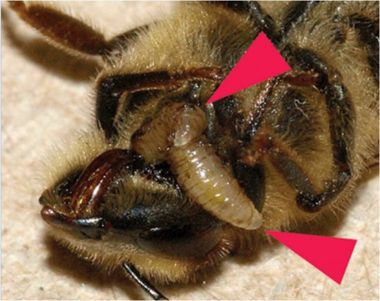  p>僵尸蜜蜂是指蜜蜂遭一种寄 a href="#">生蝇 /a>感染后,变得行为