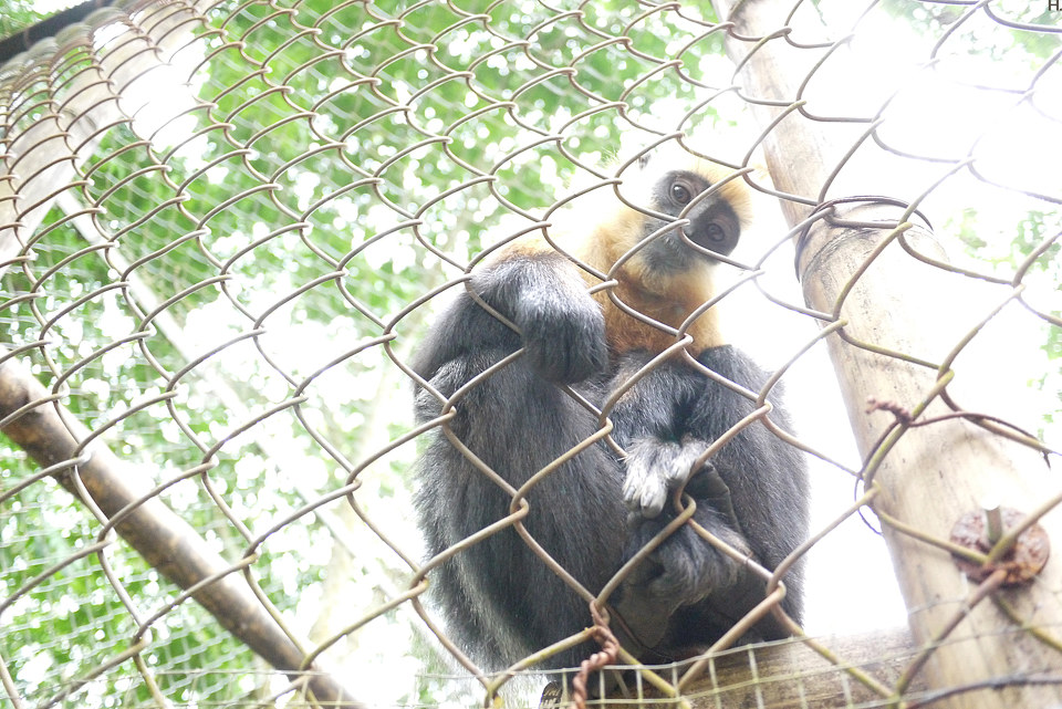 a href="#" data-lemmaid="935617">白臀叶猴属 /a>动物,分布于越 