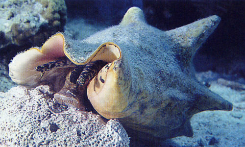  p>女王凤凰螺(学名: i>lobatus gigas /i>),壳长150 - 350 毫米.