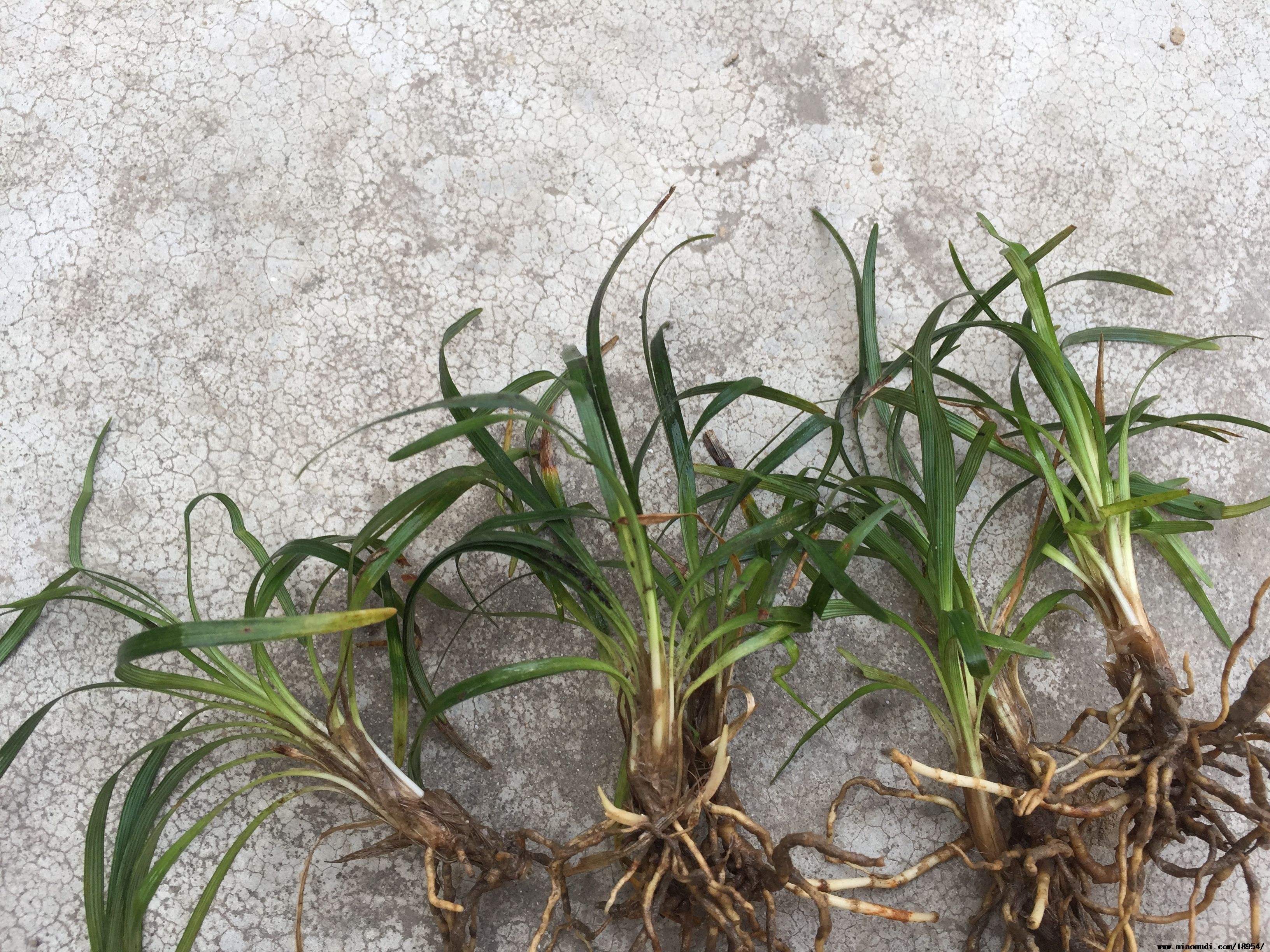 40k">玉龙草( i>ophiopogon japonicus /i> nanus),为沿阶草属植物