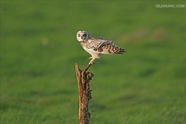 short-eared owl