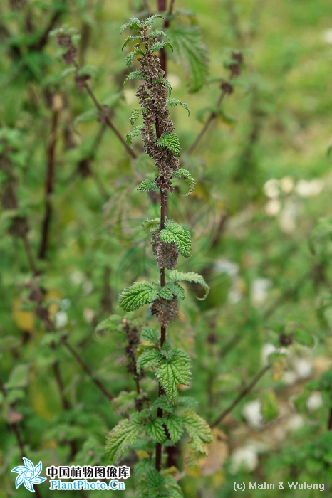 wang)是 a href="#">荨麻目 /a>荨麻科 a href="#">荨麻属植物, aa>