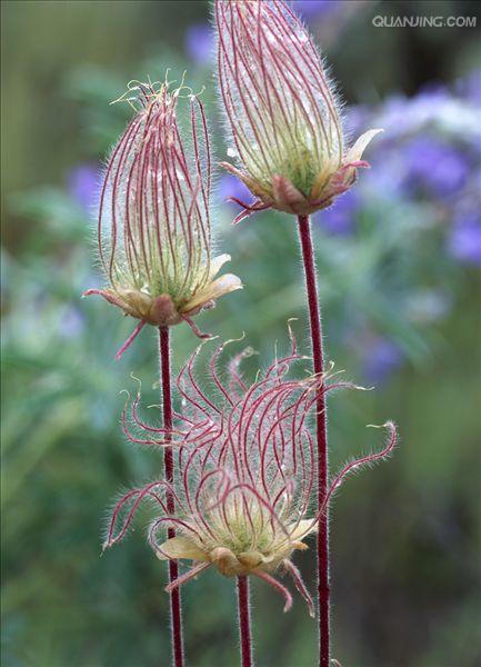  p>三点金(学名:desmodium triflorum (l.) dc.