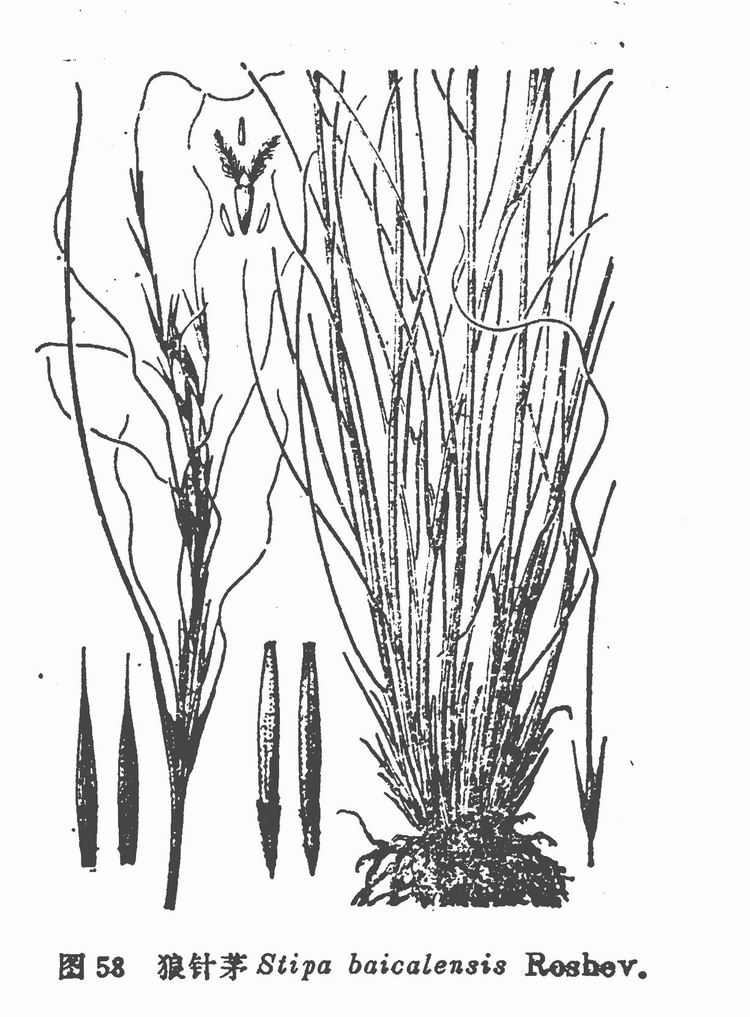  p>细叶针茅为针茅属的一种植物.