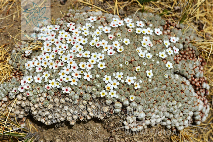  p>垫状点地梅(学名: i>androsace tapete /i> maxim.