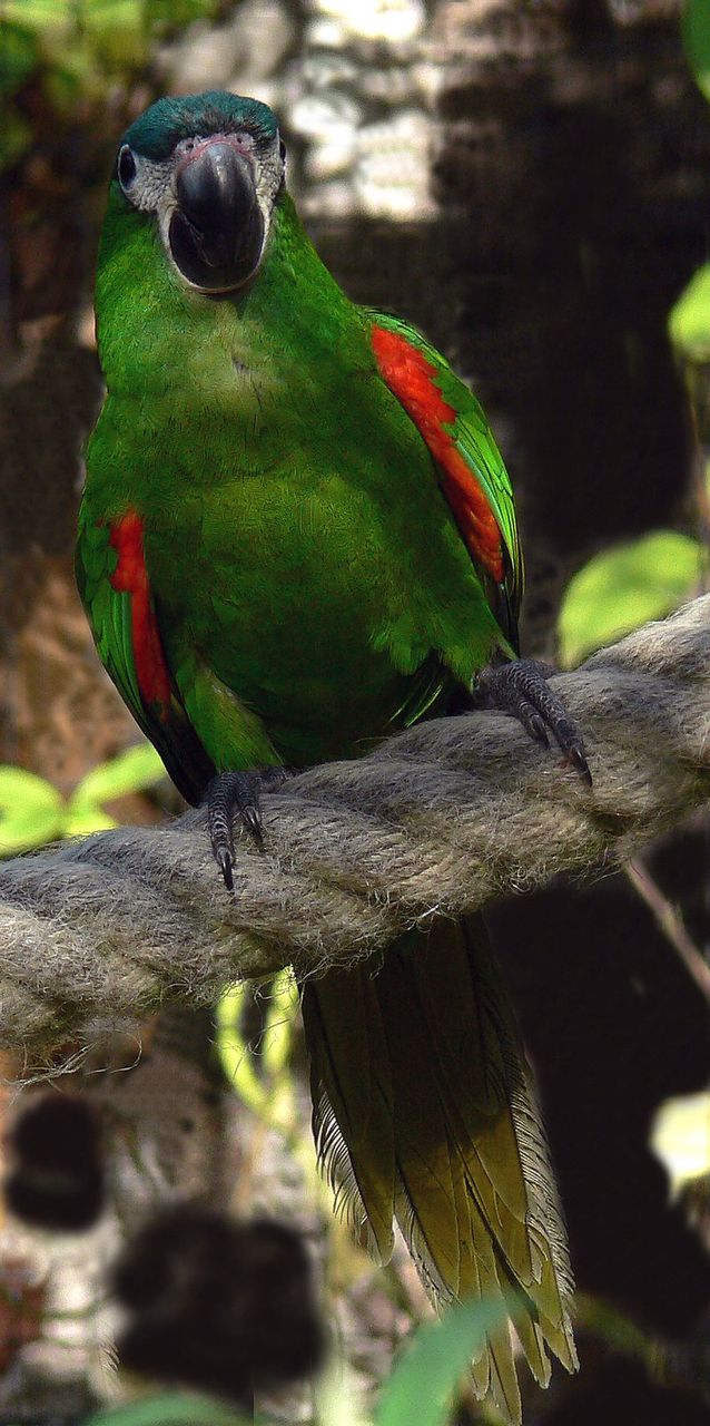  p>红肩金刚鹦鹉(学名: i>diopsittaca nobilis /i>)产于美洲热带地区