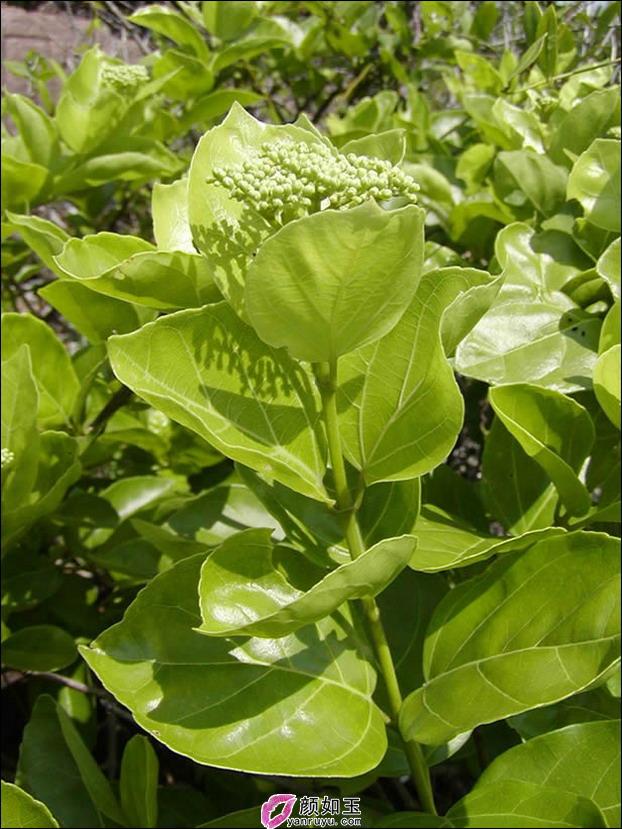 叶片卵状披针形至披针形,长1.