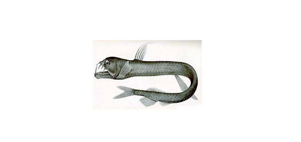  p>蝰鱼(学名:chauliodus)是一种小型暖水性且具代表性的深海发光鱼类