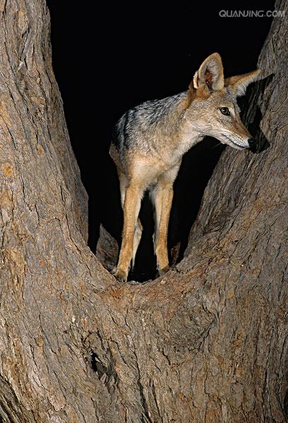  p>黑背胡狼(学名: i>canis mesomelas /i>):个头较小,长相似狗,行动