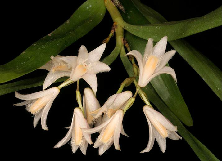  p>叉唇石斛(学名: i>dendrobium stuposum /i>  lindl.