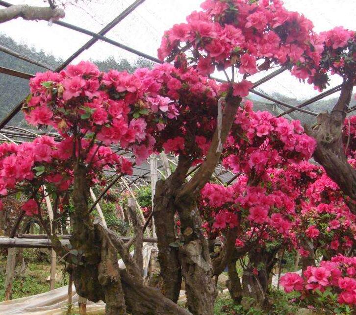 小枝较粗壮,圆柱形,红褐色,被开展的锈色短刚毛和腺头刚毛.