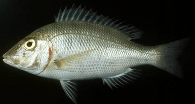  p>俗名黄点鲷,群居性鱼种,常常成群巡游在舄湖礁石平台或向海珊瑚礁