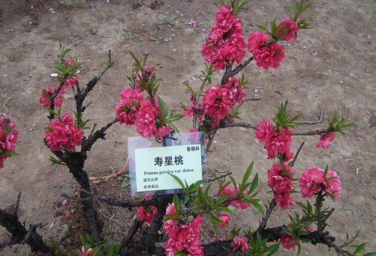  p>寿星桃(学名: i>a /i> i>mygdalus persica /i> l. var.