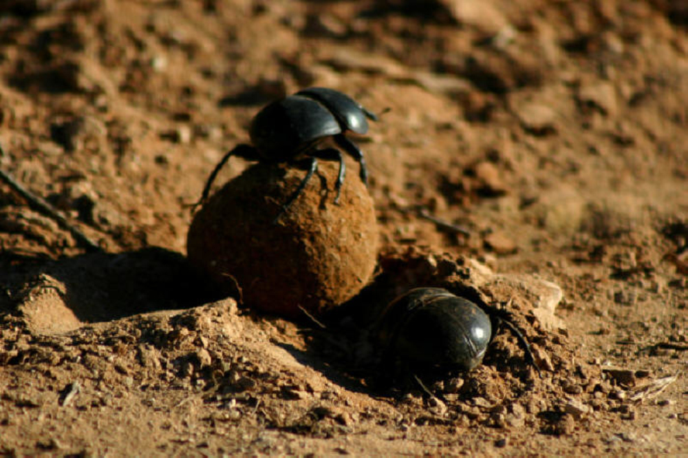 前足为开掘足,后足靠近腹部末端,距离中足较远,后足胫节有一个端距.