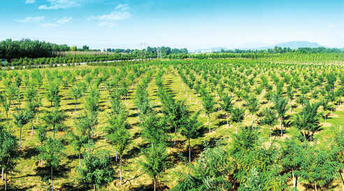  p data-id="gn6v8889cr">七里渠南村是北京市昌平区一个地方,七里渠