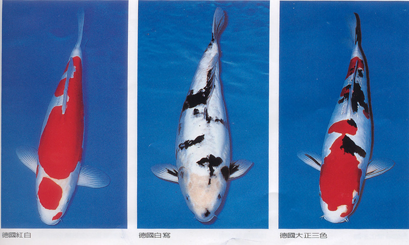  p>革鲤,又名贵妃鱼,是一种观赏鱼类. /p>