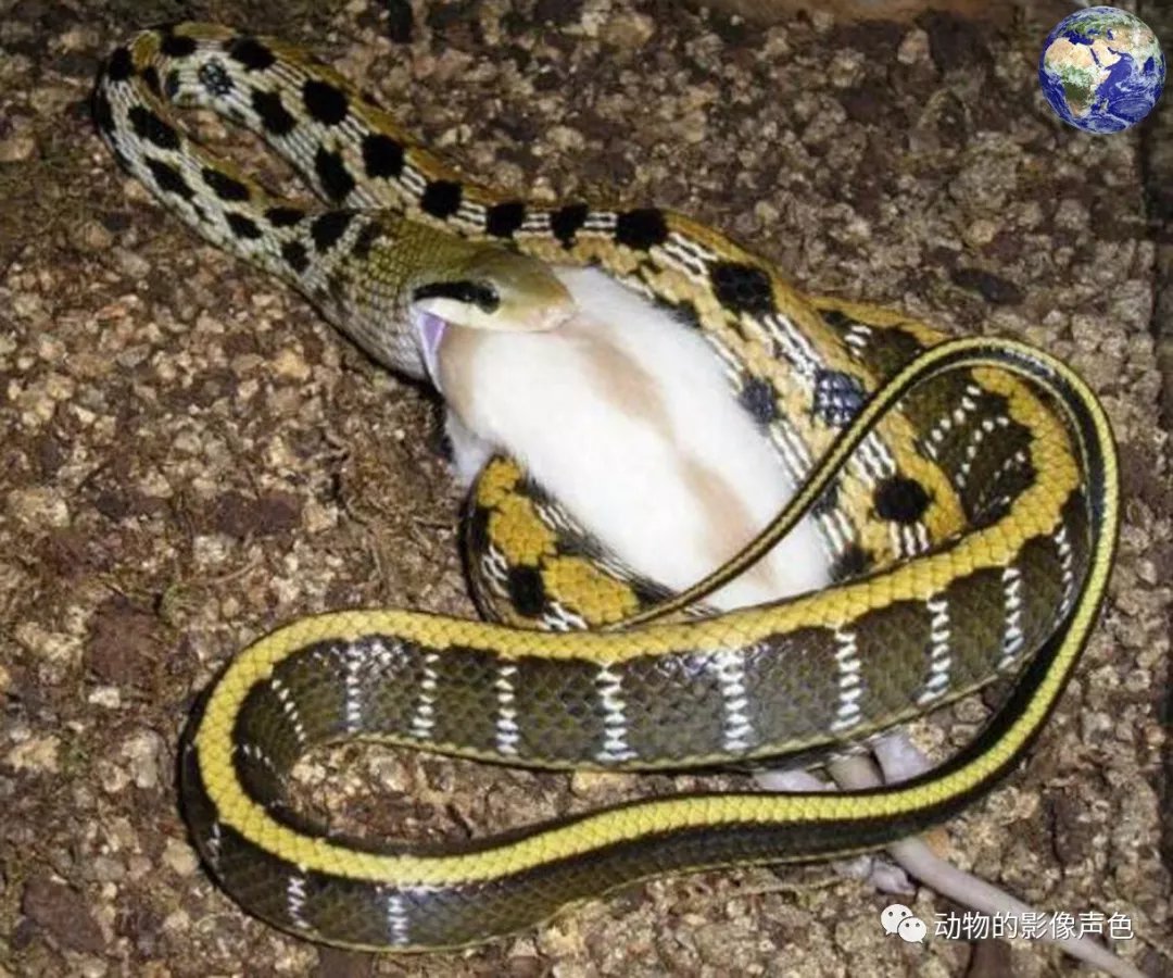 遇到这种蛇一定不要打 它们是最强的捕鼠能手 百科ta说