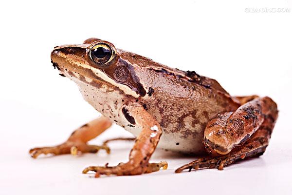 东北林蛙(东北林蛙怎么吃最好吃)