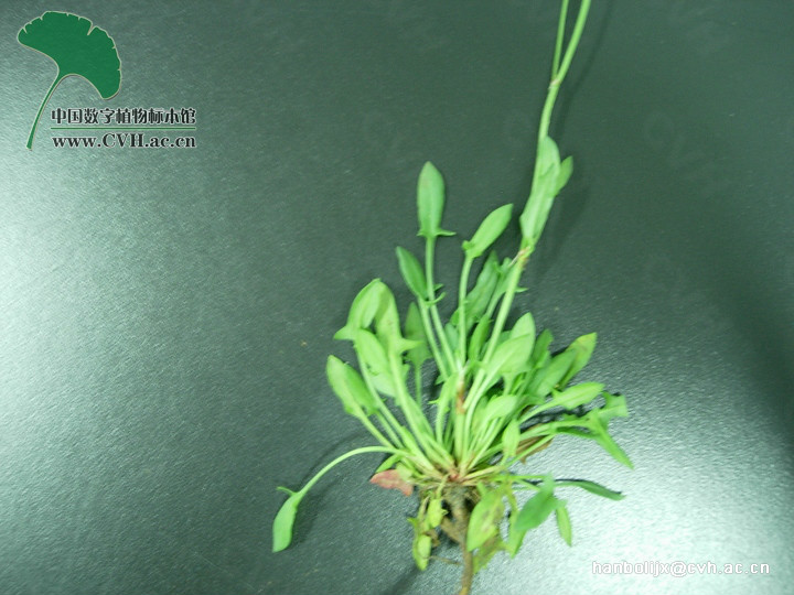  p>小酸模(学名:rumex acetosella), a href="#" data-lemmaid="