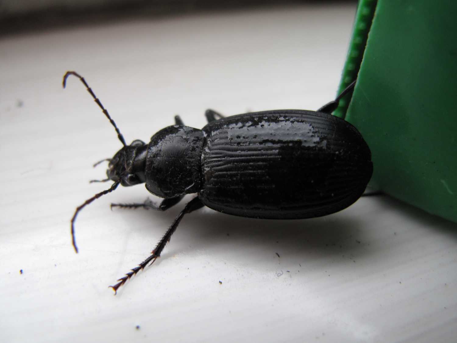 纳米布沙漠甲虫