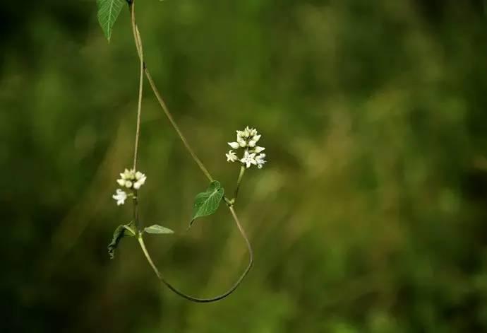 《诗经》中的芄兰，原来是我们乡下一种喂猪的野菜_百科TA说