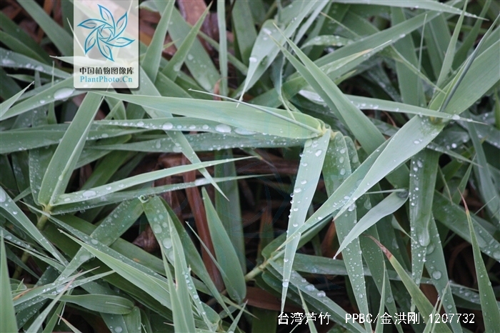 " data-lemmaid="2458872">禾本科 /a>, a href="#">芦竹属 /a>多年生