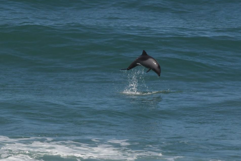 赫氏海豚