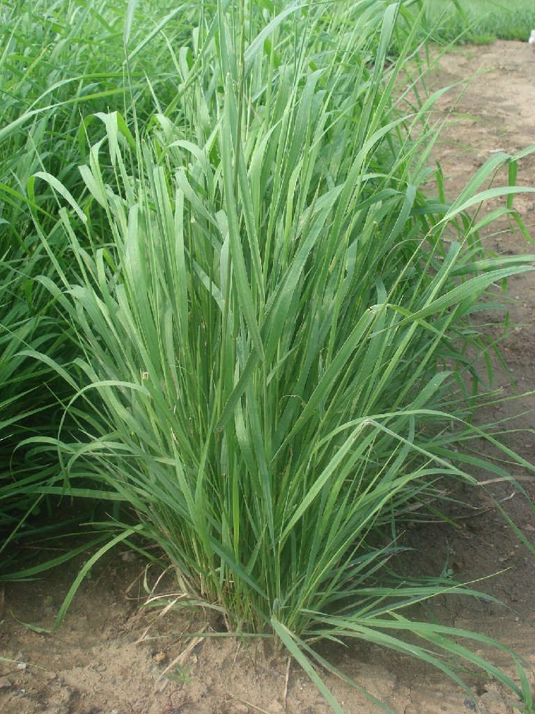  p>细茎冰草(slender wildrye),多年生丛生禾草,茎杆高60～120厘米,茎