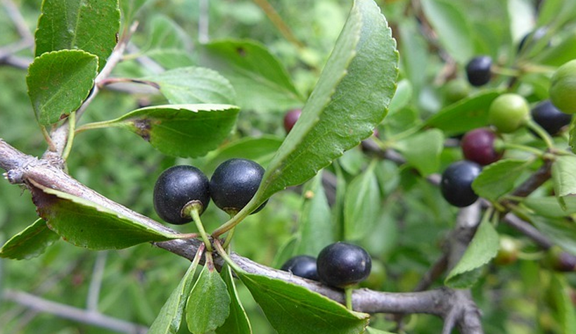 鼠李科鼠李属灌木或小乔木植物,高10米.