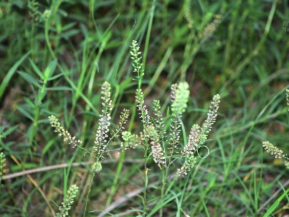 lepidium virginicum