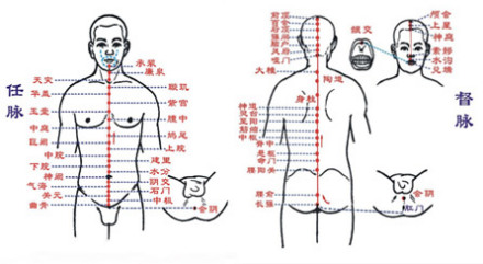 任督二脉任脉经络循行督脉,行于背部正中,其脉多次与手足三阳经及阳维