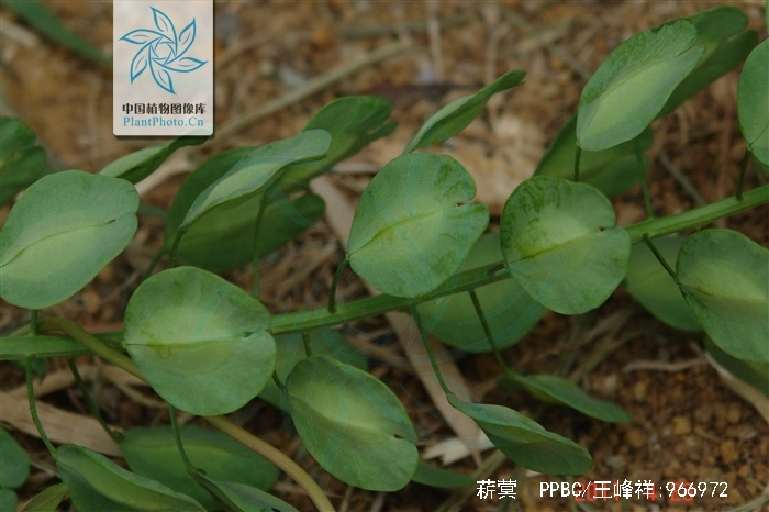  p>菥蓂(学名: i>thlaspi arvense  /i>l.