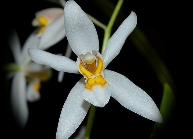 p>密茎贝母兰(学名: i>coelogyne nitida /i>  (wall. ex d.