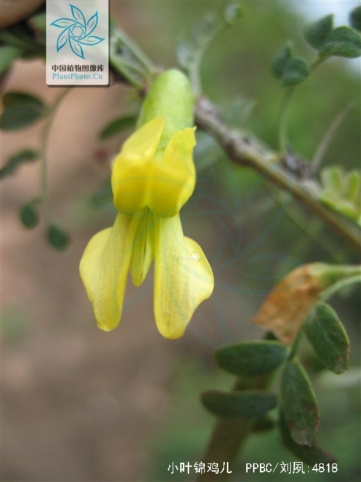  p>小叶锦鸡儿( i>caragana microphylla /i> lam) 是豆科锦鸡儿属