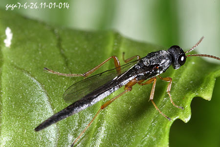  p>粗梗尖腹金小蜂( i>thektogaster accrescens