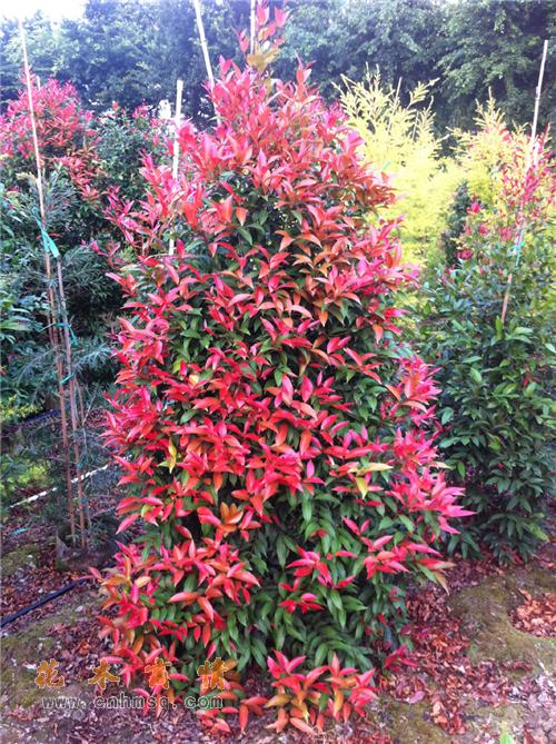  p>红枝蒲桃(学名: i>syzygium rehderianum /i> merr.