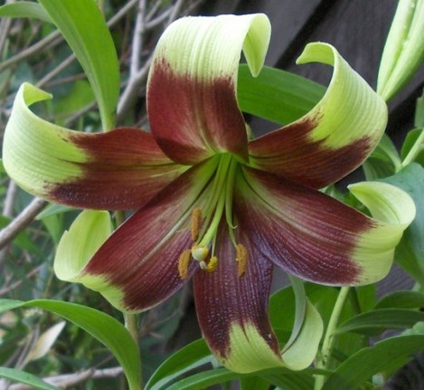 紫斑百合优株lne001