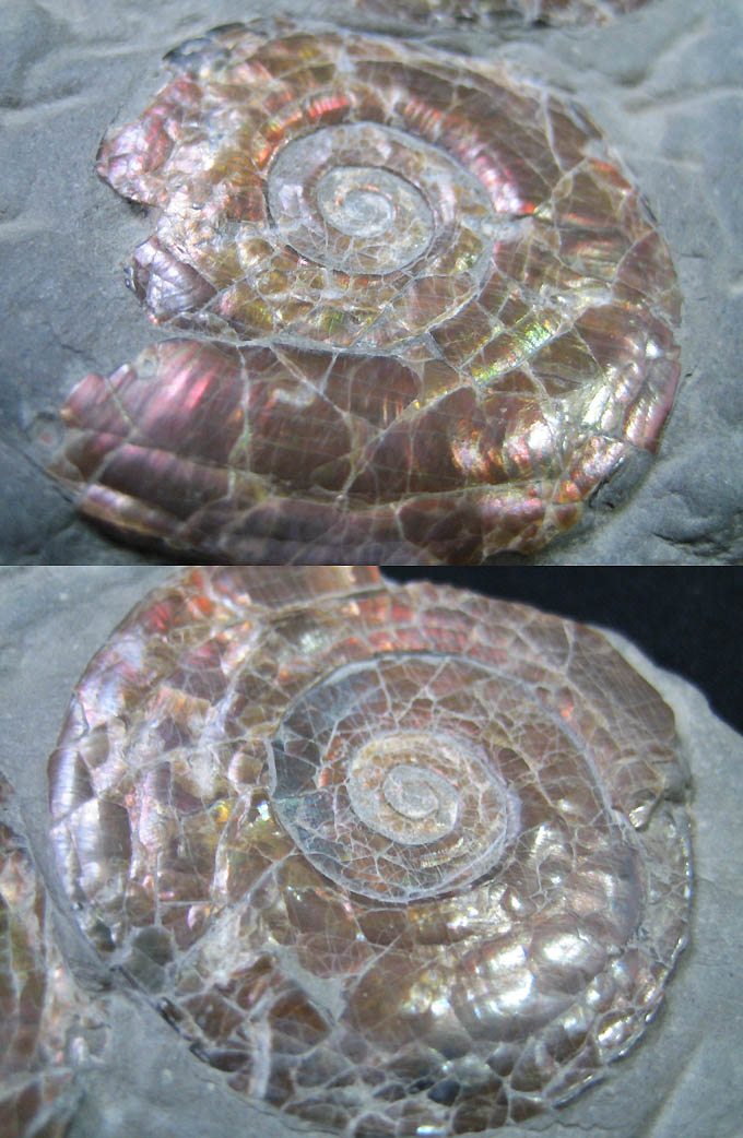  p>直角石(学名orthoceras)是一属已灭绝的直角石亚纲动物.