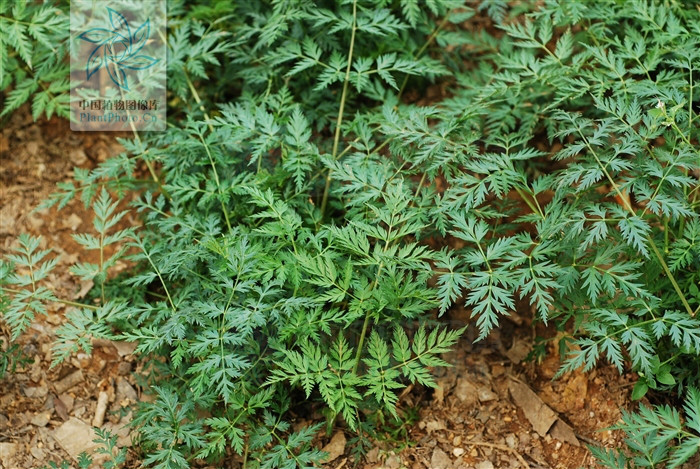  p>川芎(学名: i>ligusticum chuanxiong hort /i>),栽培植物,主产于