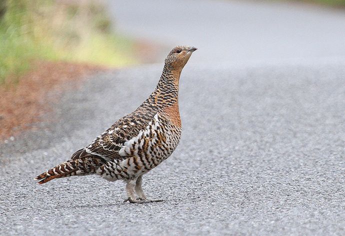  p>松鸡(学名: i>tetrao urogallus /i>):是 a target="_blank" href=