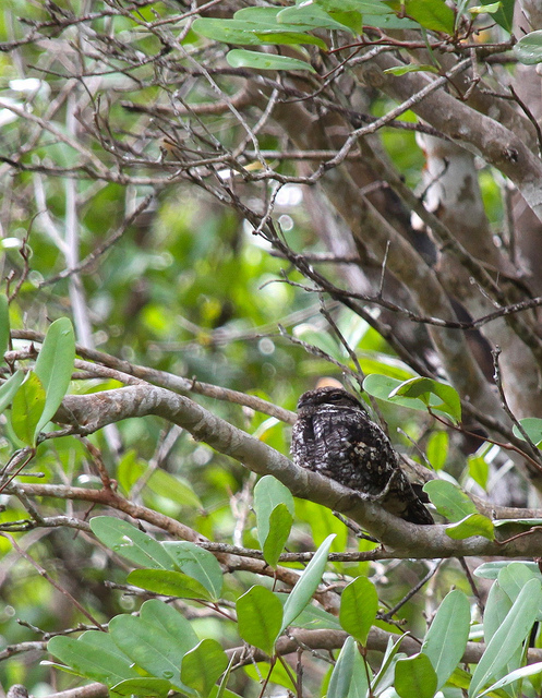  p>普通夜鹰(学名: i>caprimulgus indicus /i>):体长约270毫米,翅长